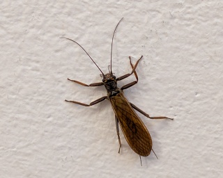 38-260620-p20260620 165928 654