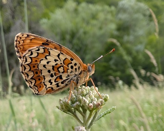 40-260621-j20260621 115037 182.NIGHT